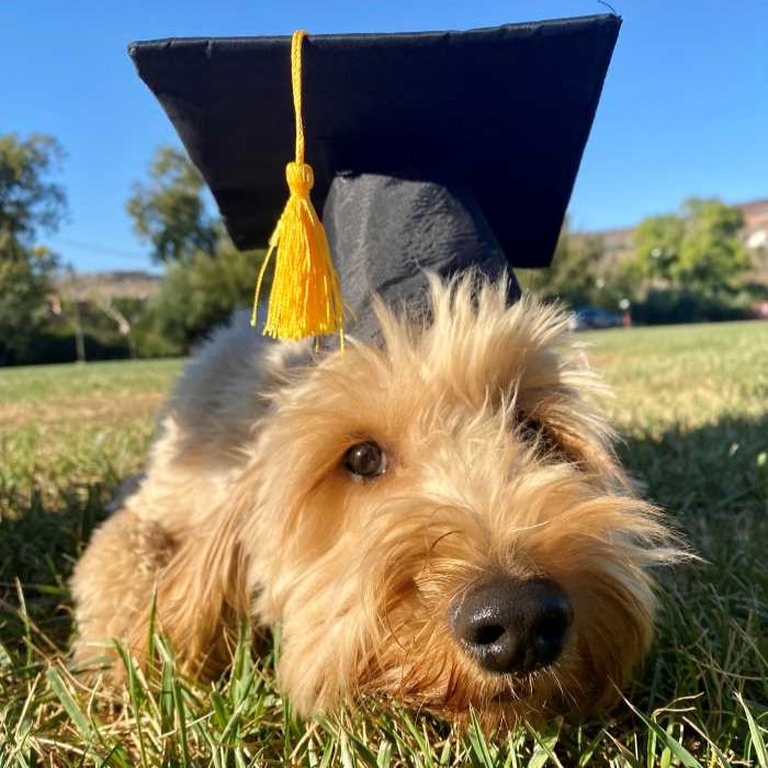 tyg in graduation cap